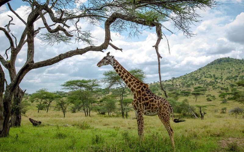 Giraffe in Savanna — Green, Serene