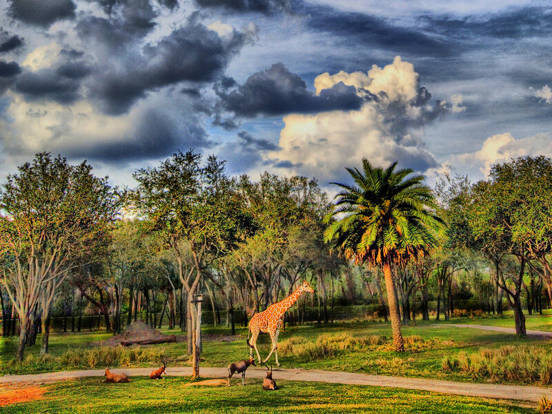 Giraffe in Savanna — Green