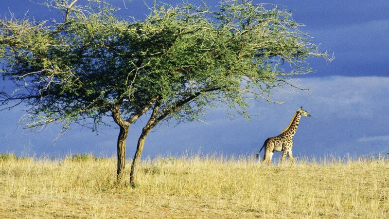 Giraffe in savanna landscape