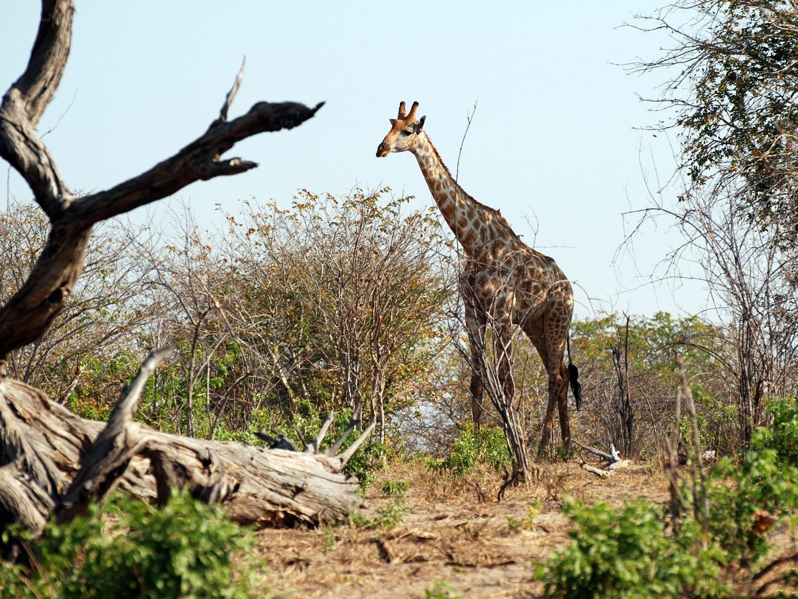 Giraffe in savanna landscape