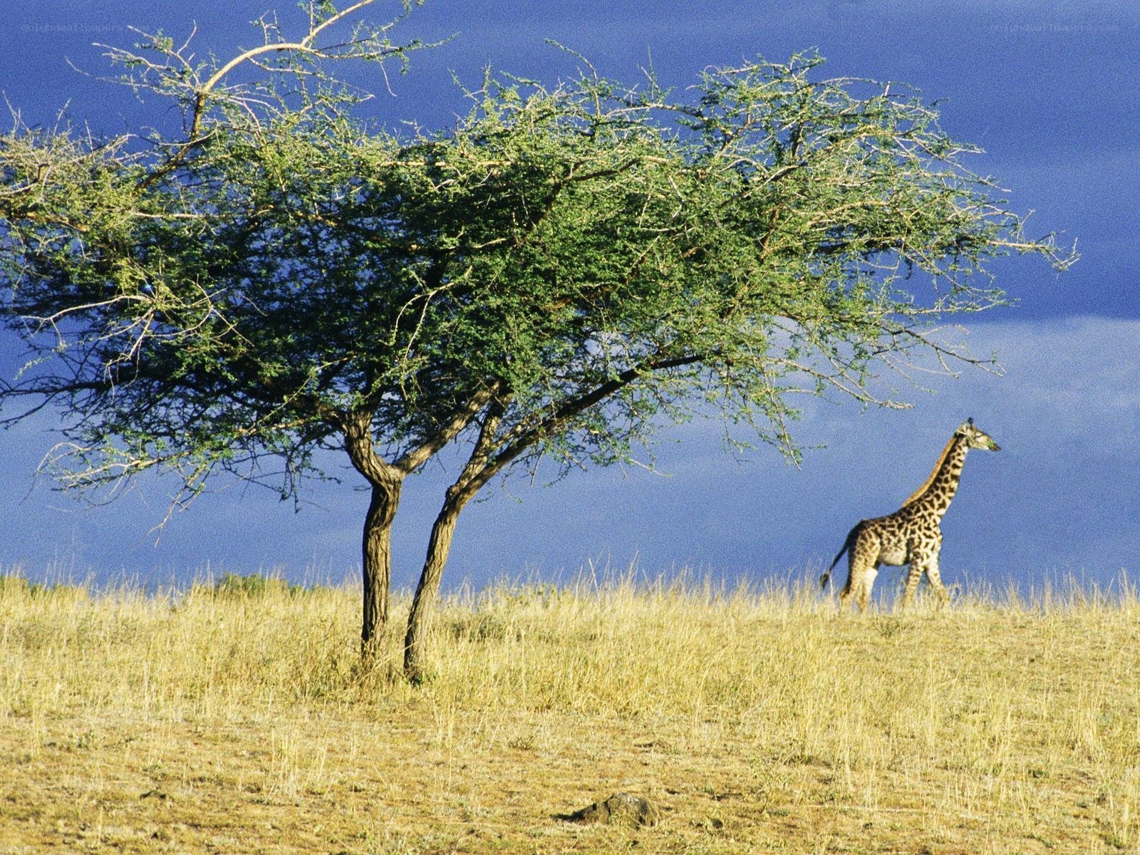 Giraffe in savanna landscape