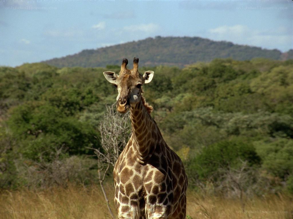 Giraffe in savanna landscape