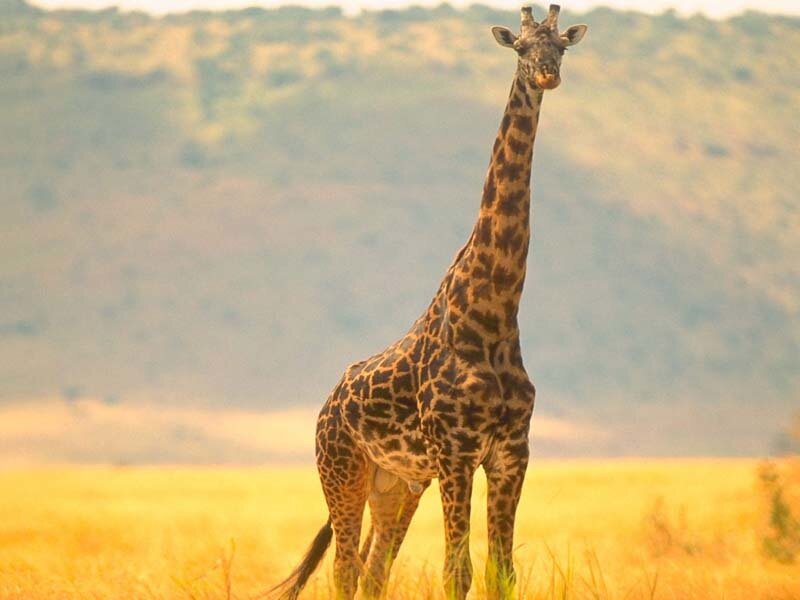 Giraffe in Savanna
