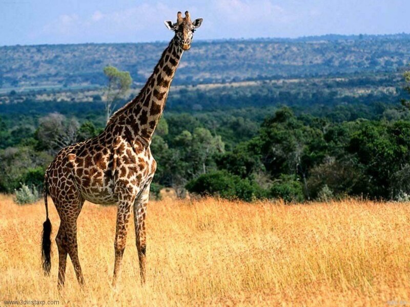 Giraffe in Savanna — Yellow, Serene