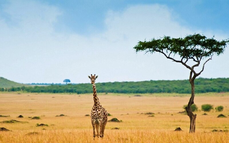 Giraffe in Savanna — Yellow