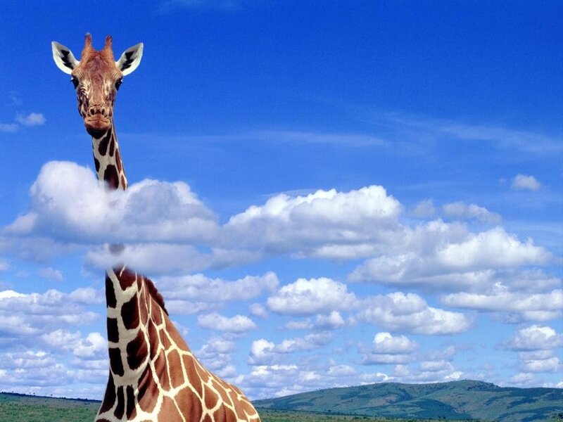 Giraffe in Sky
