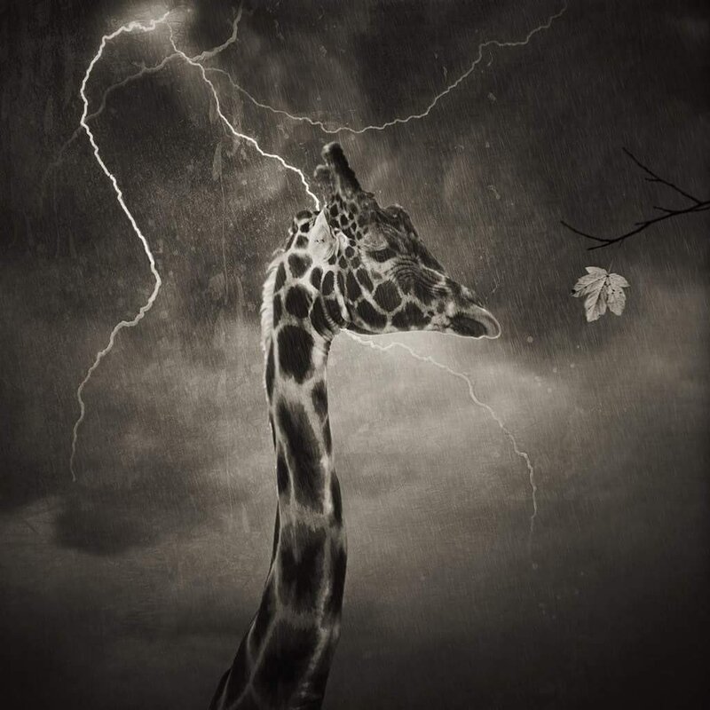 Giraffe in Storm