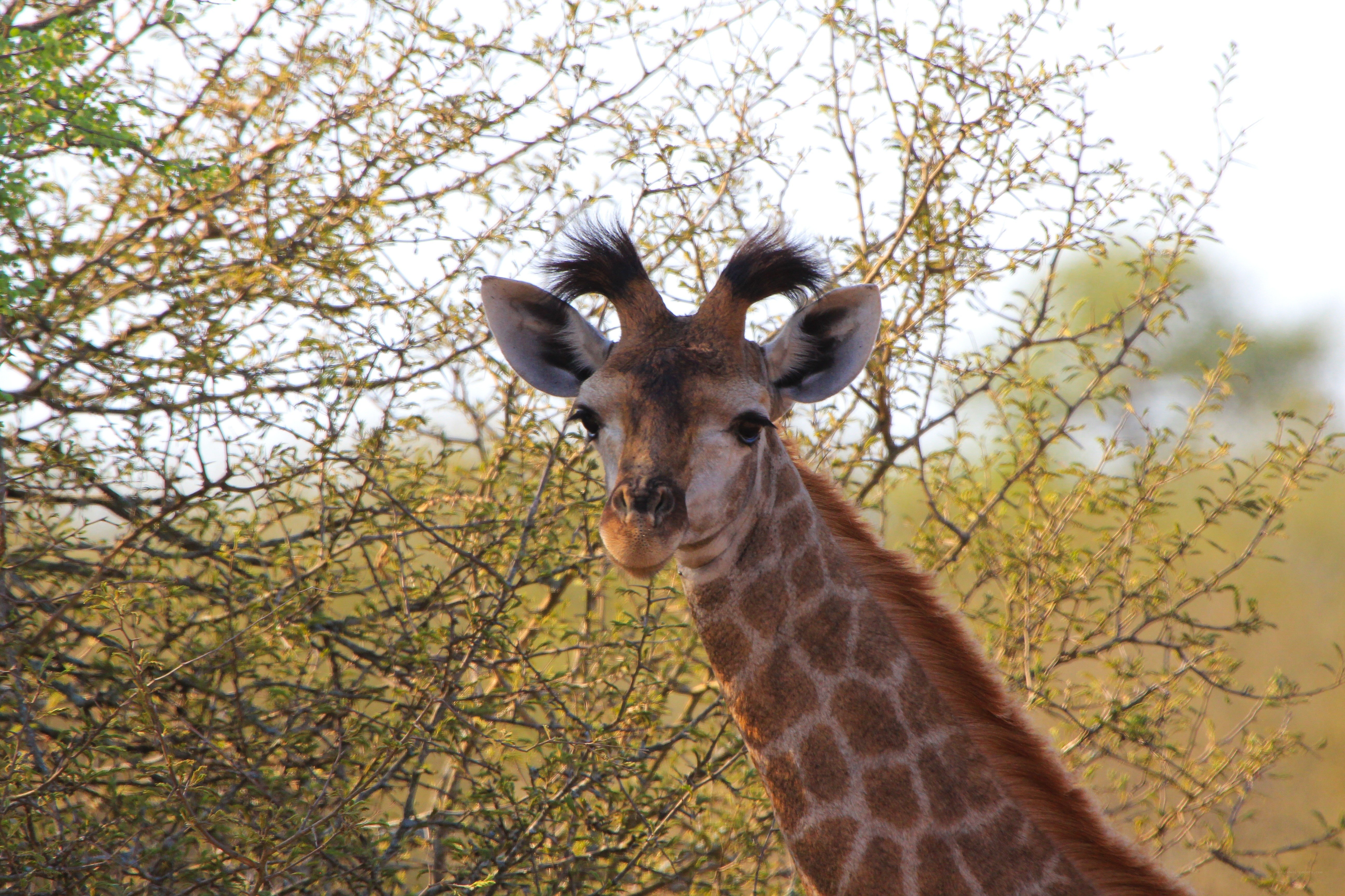 giraffe in the bush