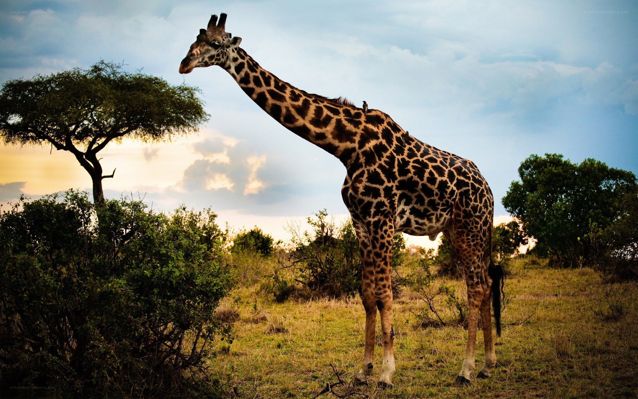 Giraffe in the savanna