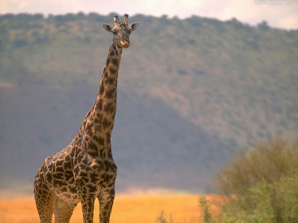 Giraffe in the savanna