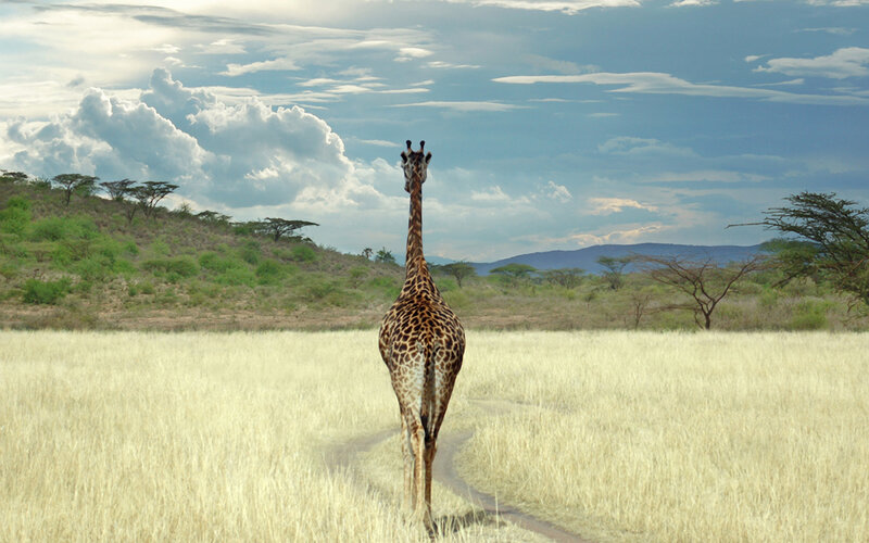 Giraffe in the savanna