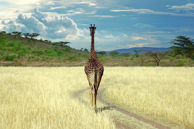 Giraffe in the savanna
