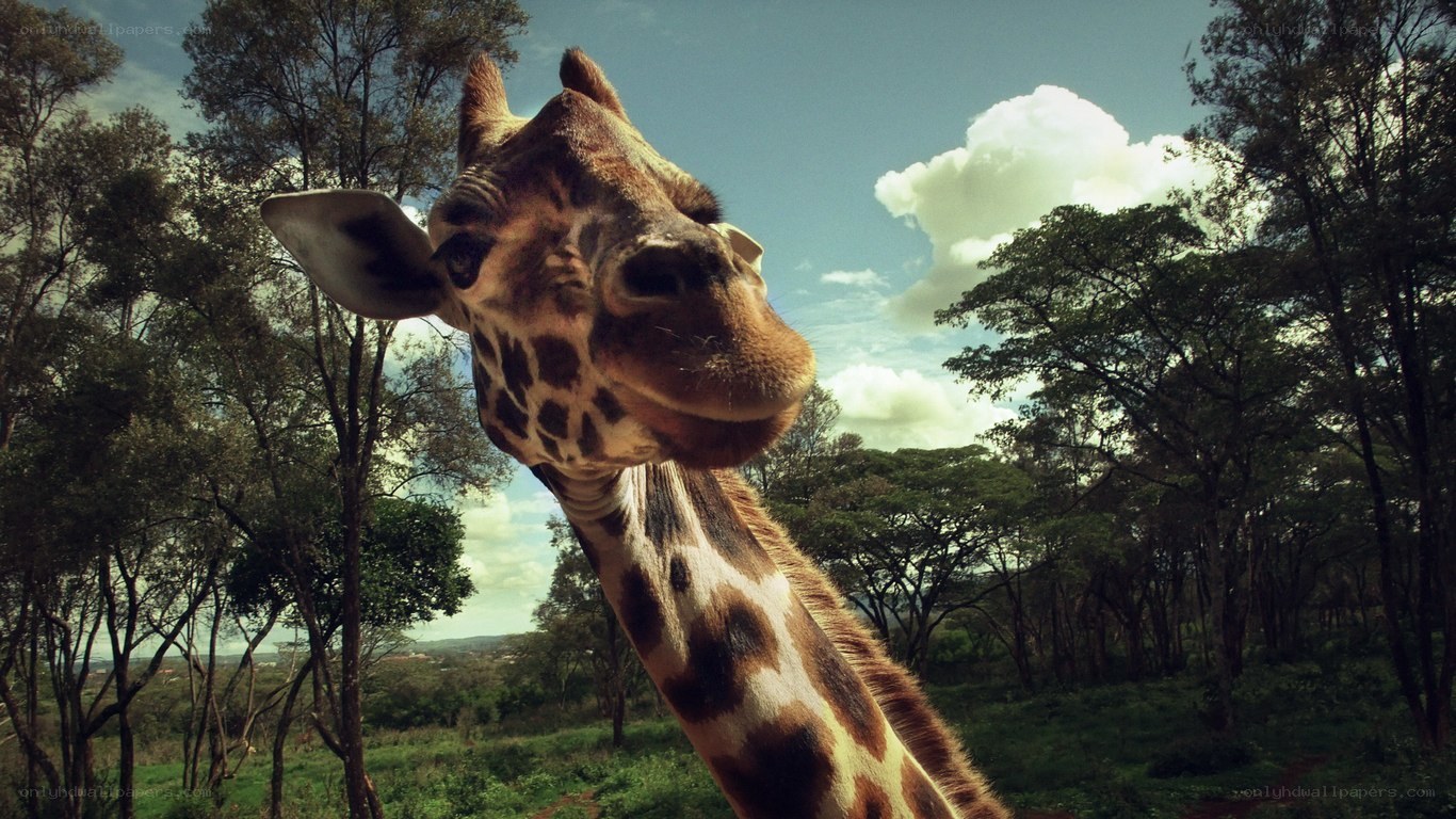 Giraffe in the savanna