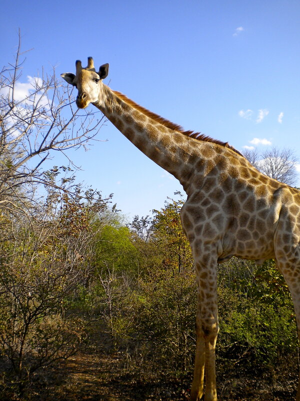 Giraffe in the savanna