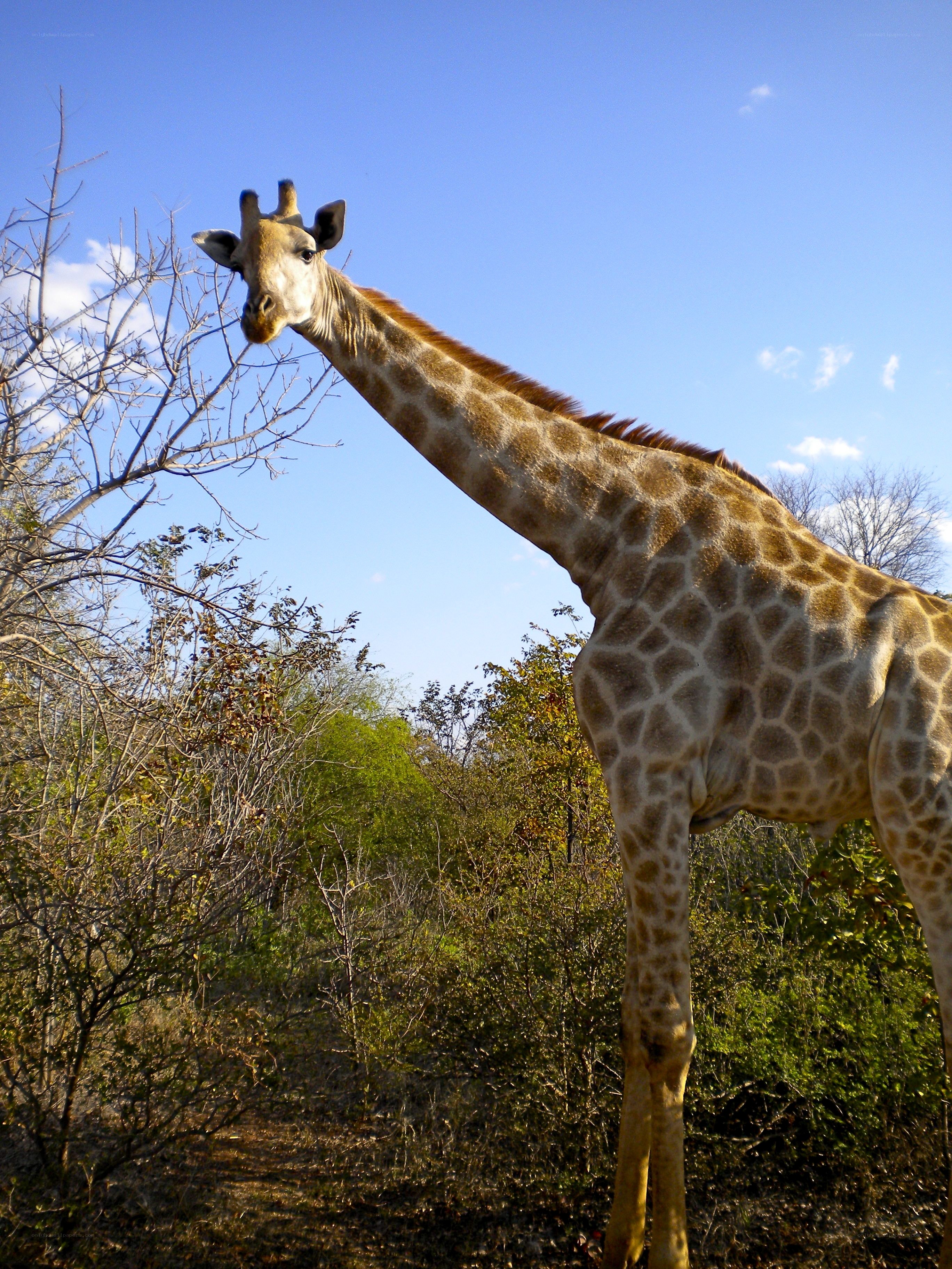 Giraffe in the savanna