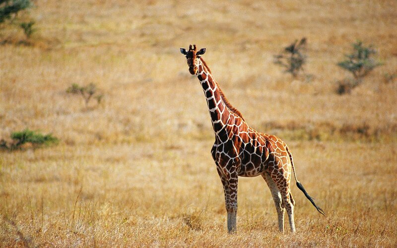 Giraffe in the savanna