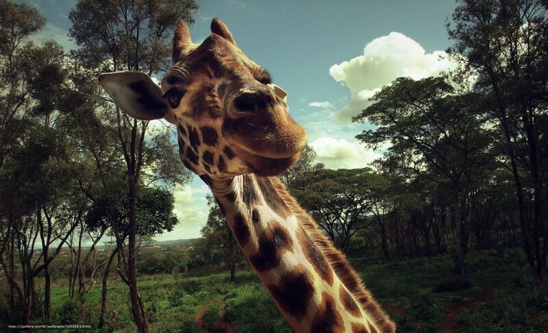 Giraffe in the savanna