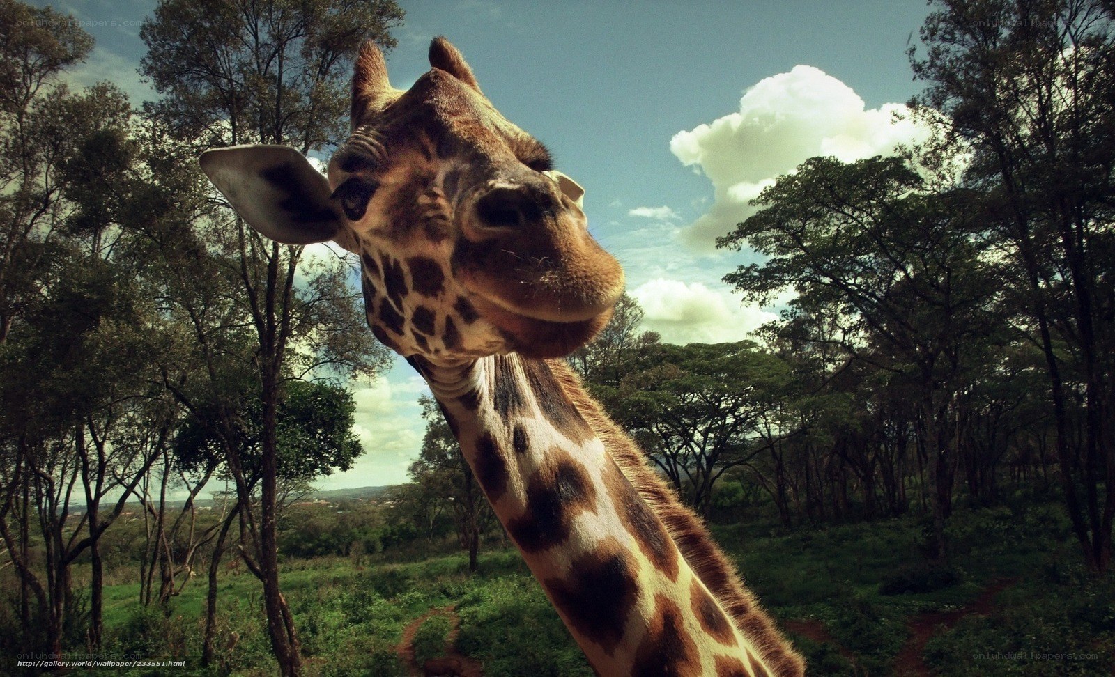 Giraffe in the savanna