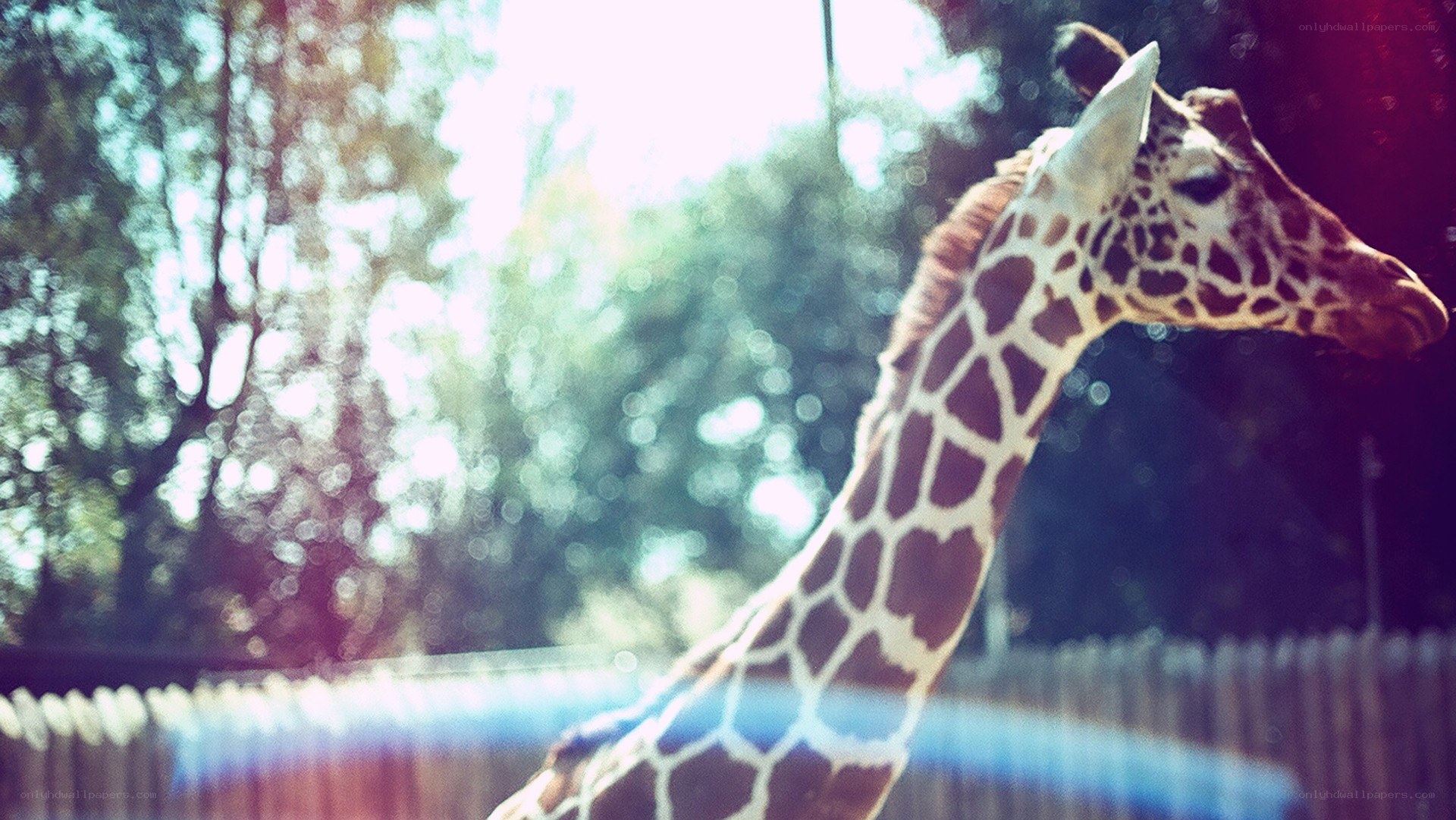 Giraffe in the sun