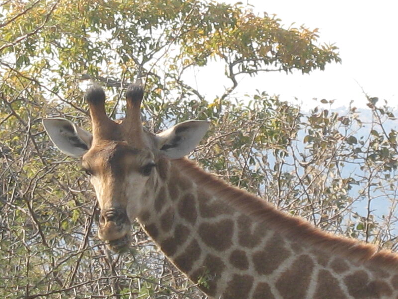 giraffe in the trees