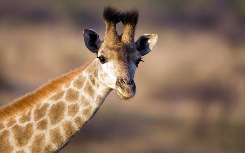 giraffe in the wild