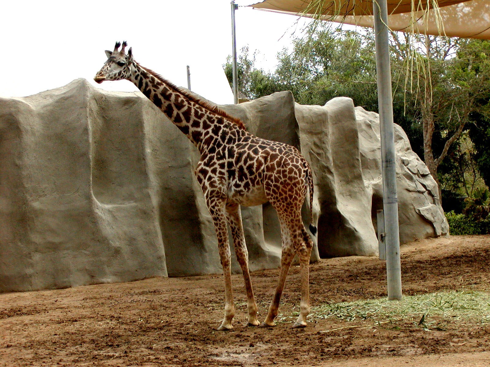 Giraffe in zoo enclosure