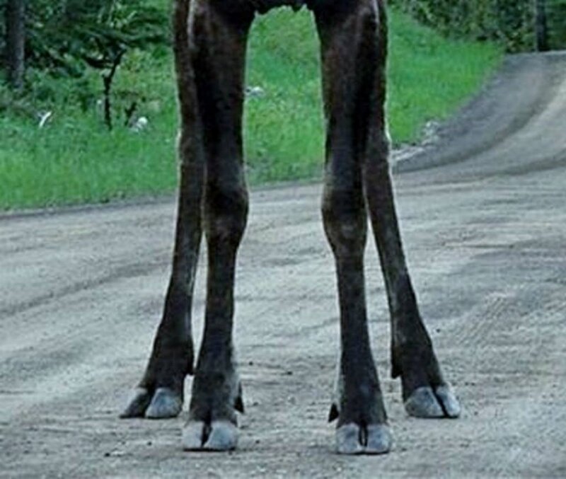 Giraffe Legs on Road