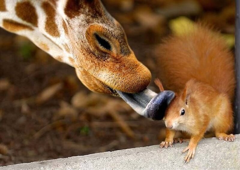 giraffe licking a squirrel