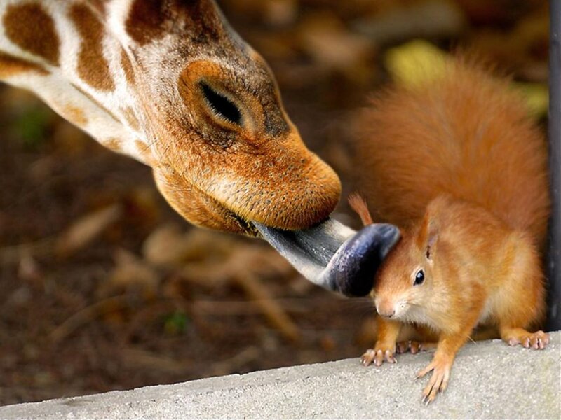 giraffe licking a squirrel