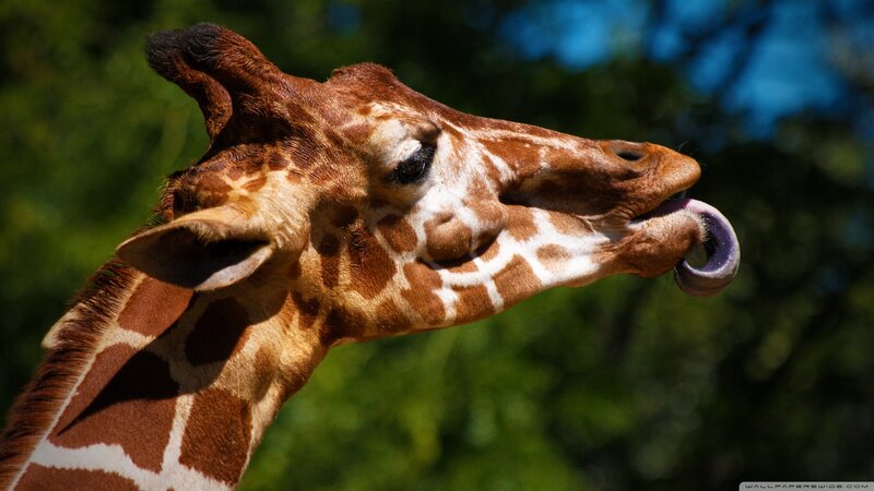 Giraffe Licking Its Nose — Brown