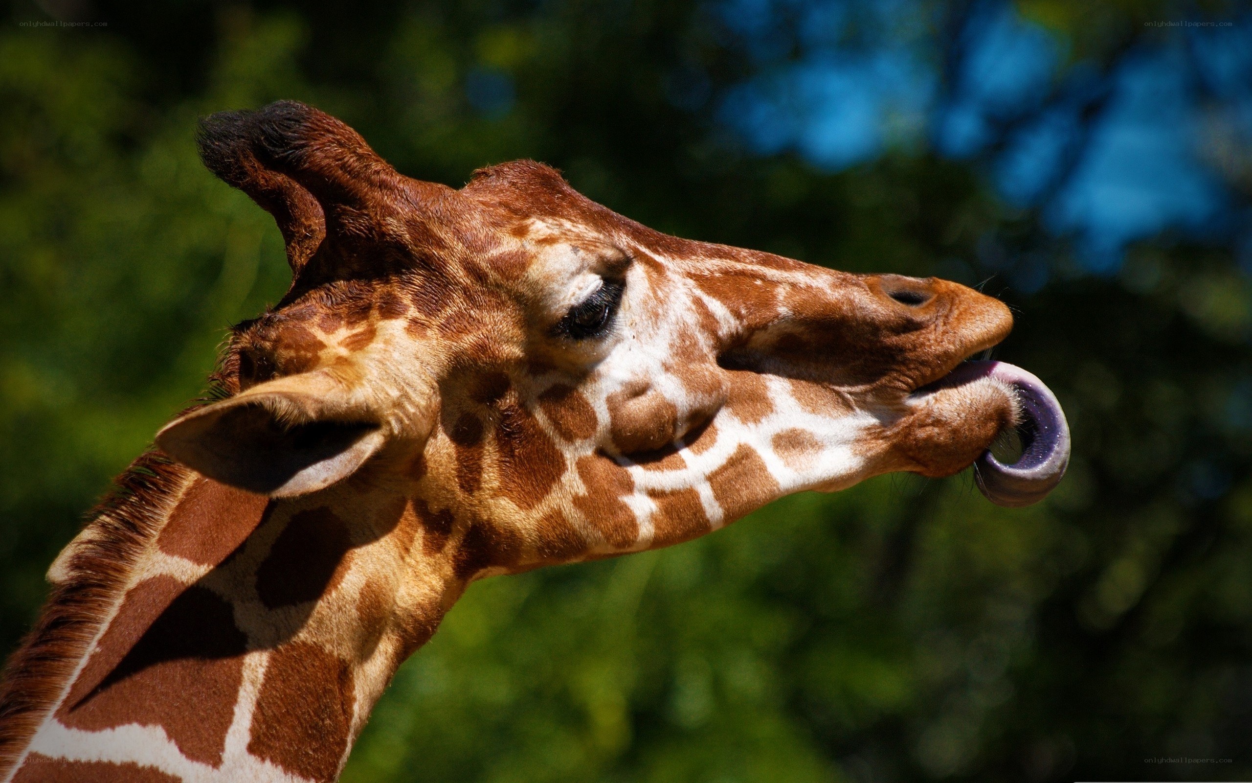 giraffe licking its nose