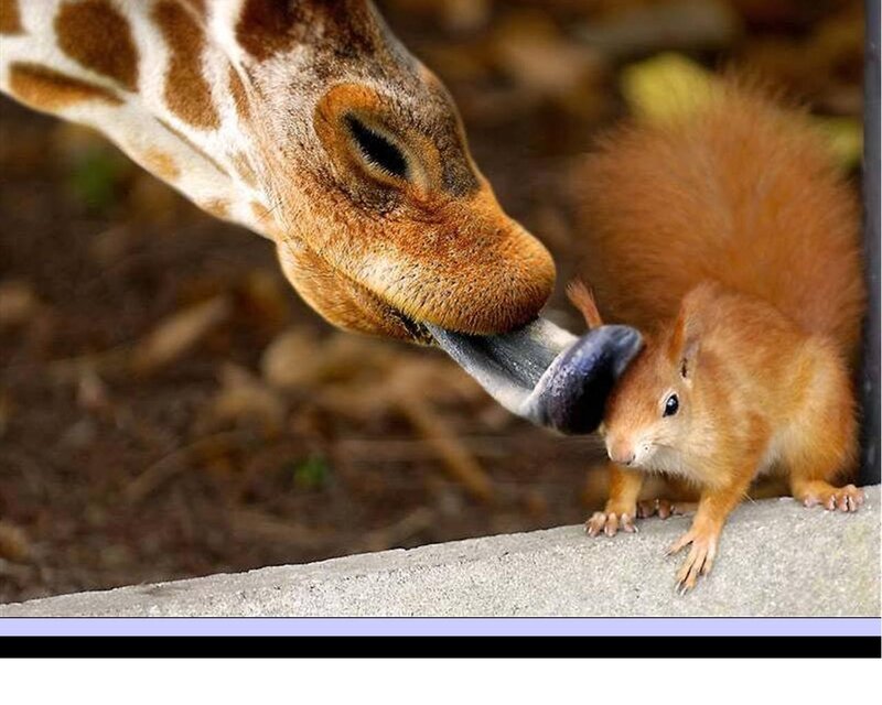 Giraffe Licking Squirrel — Brown
