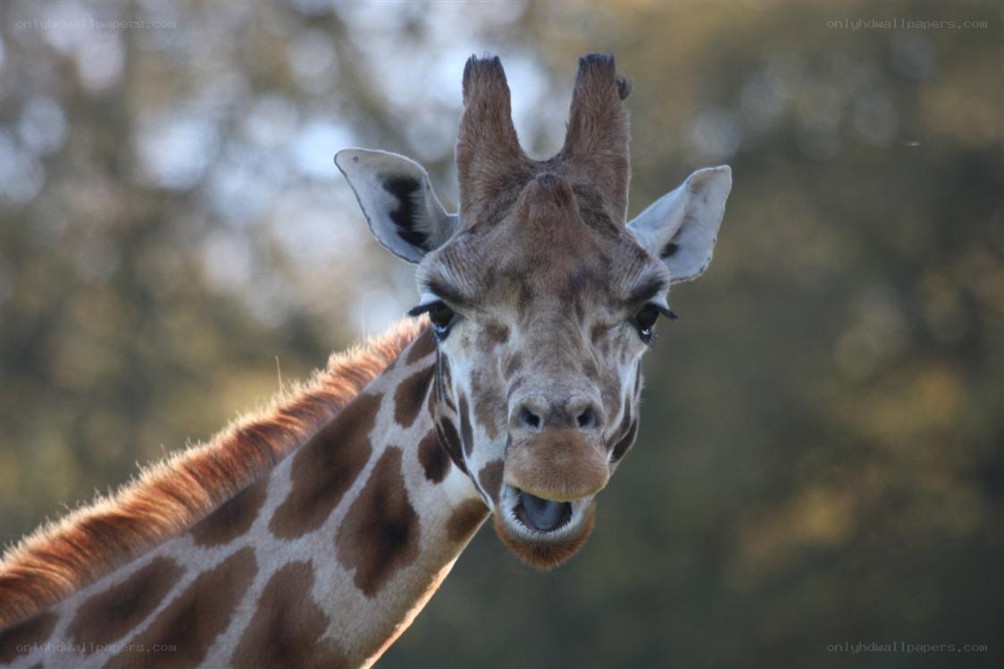 giraffe looking at camera