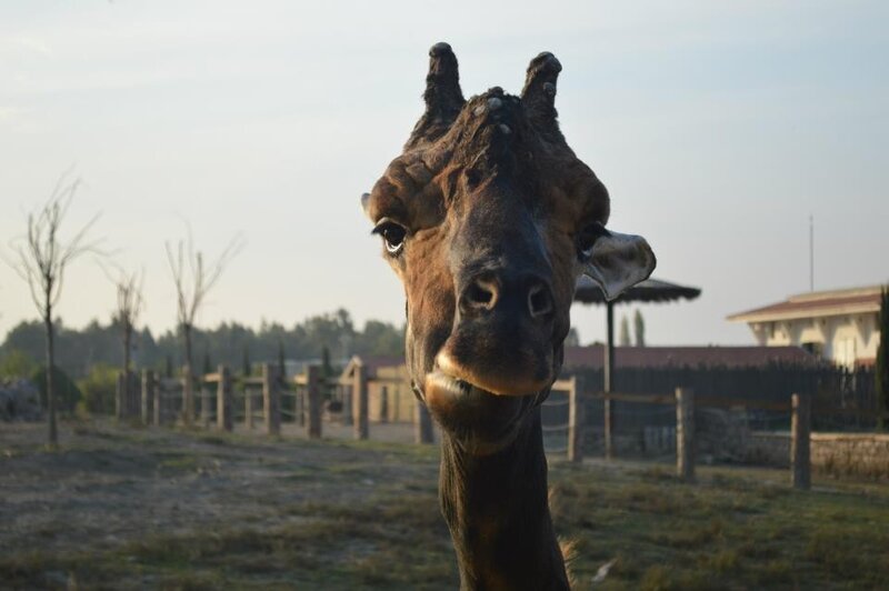 Giraffe Looking at Camera — Brown