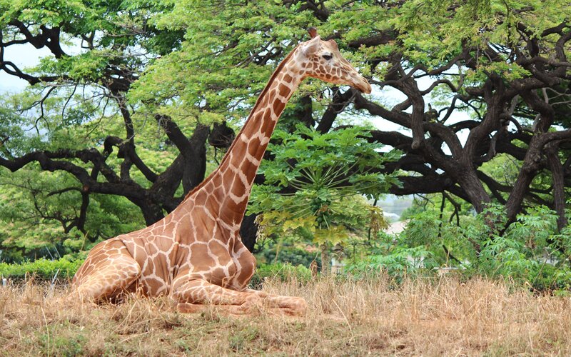 Giraffe Lying Down