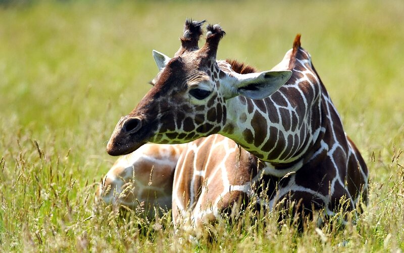 Giraffe Lying in Grass — Calm