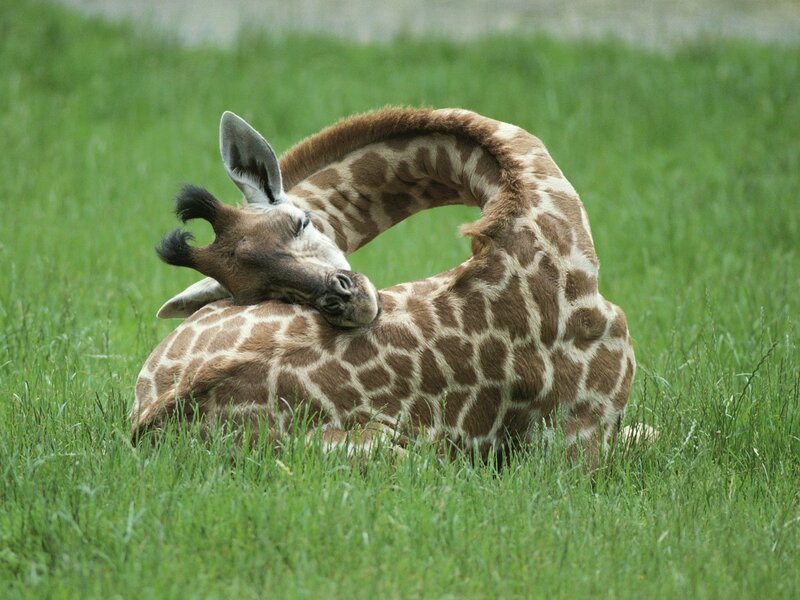 Giraffe Lying in Grass — Green, Calm, Afternoon, Photograph, Neck, Brown