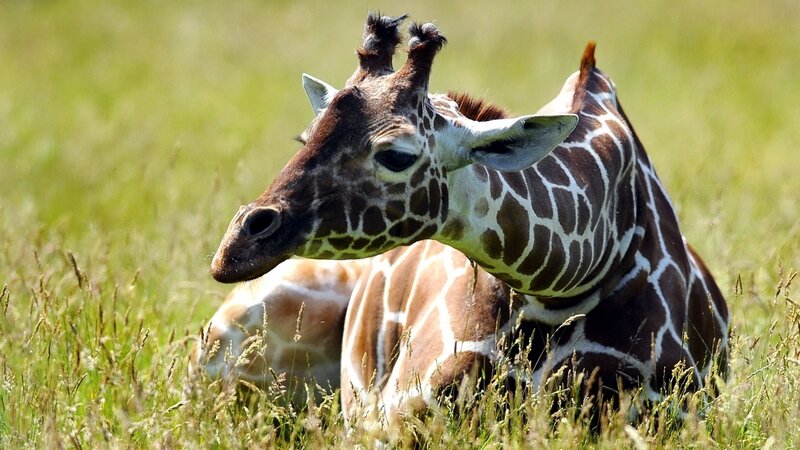 Giraffe Lying in Grass — Green, Calm, Afternoon, Photograph