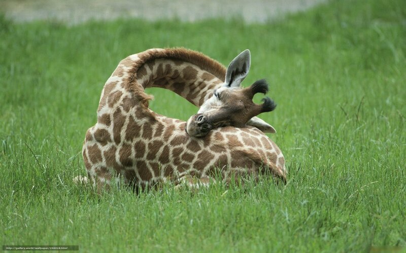 Giraffe Lying in Grass — Green, Calm, Afternoon