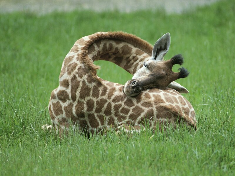 Giraffe Lying in Grass — Green, Calm, Photograph