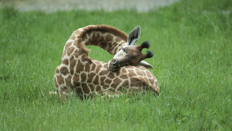 Giraffe Lying in Grass — Green, Calm