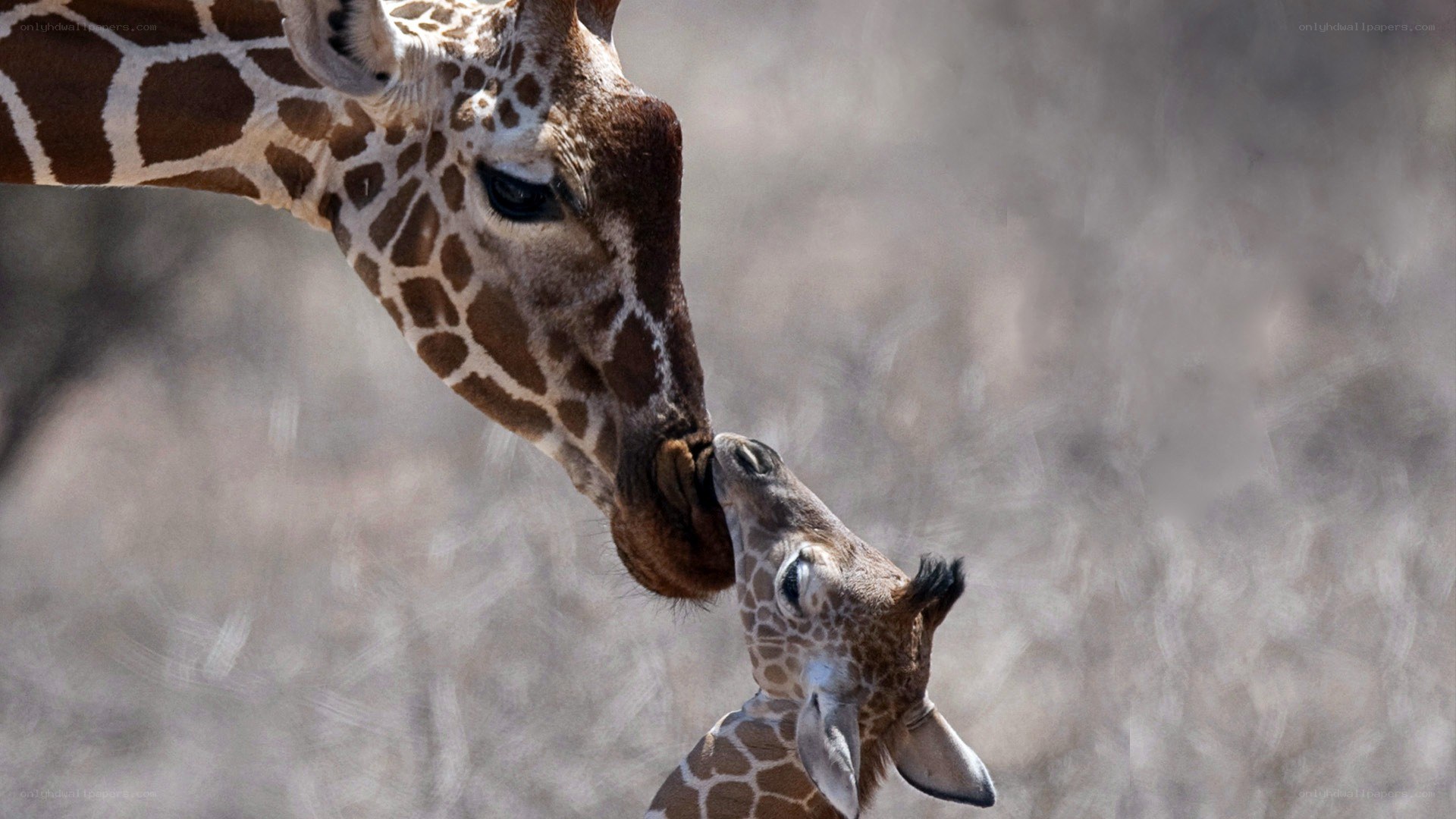 Giraffe mother and calf