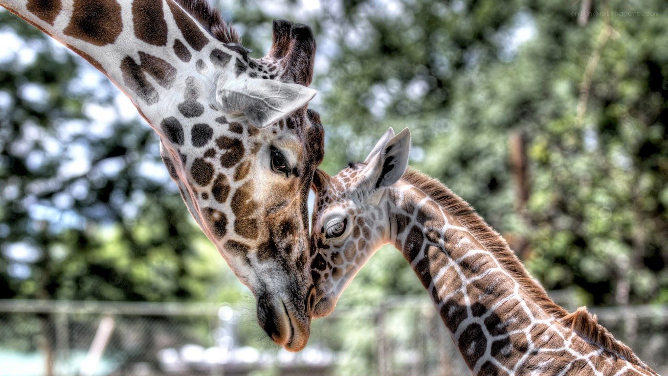 giraffe mother and calf