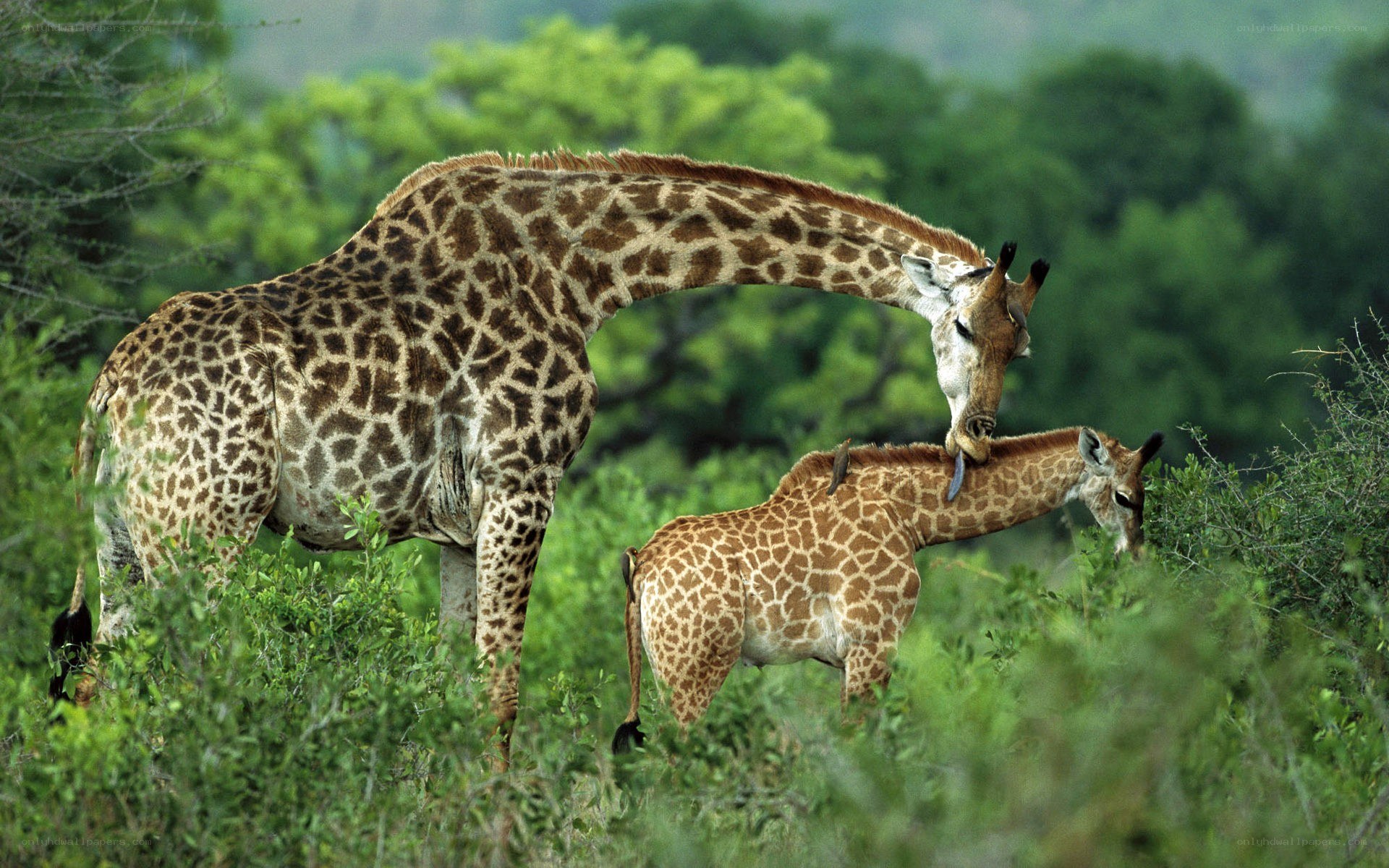 Giraffe mother and calf