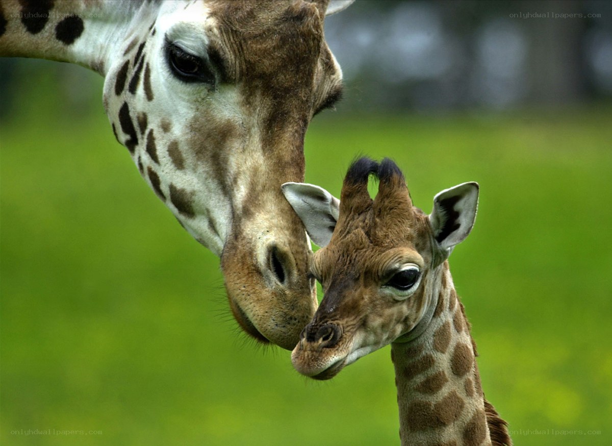 Giraffe mother and calf