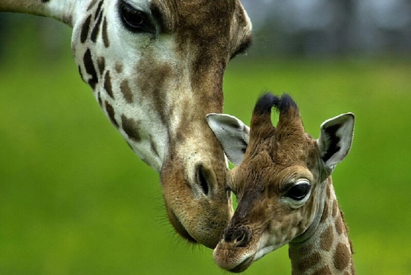 Giraffe mother and calf