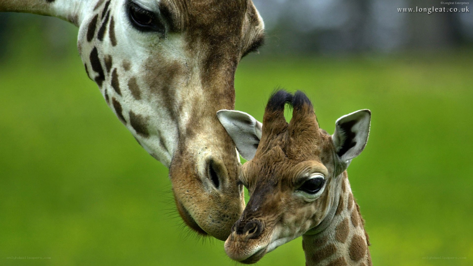 Giraffe mother and calf