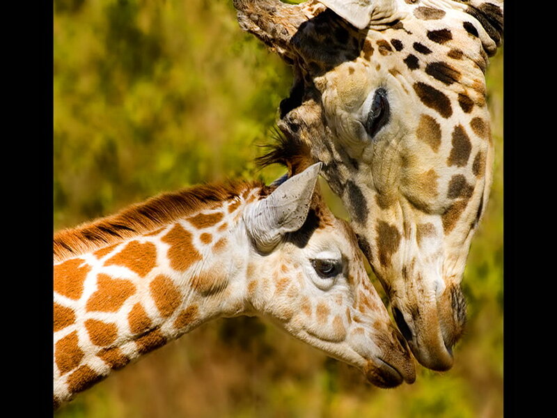 Giraffe Mother and Calf — Brown, Calm, Afternoon, Photograph