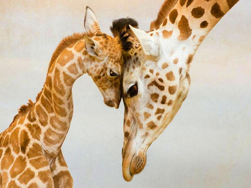 Giraffe Mother and Calf — Brown, Calm, Photograph, Giraffes