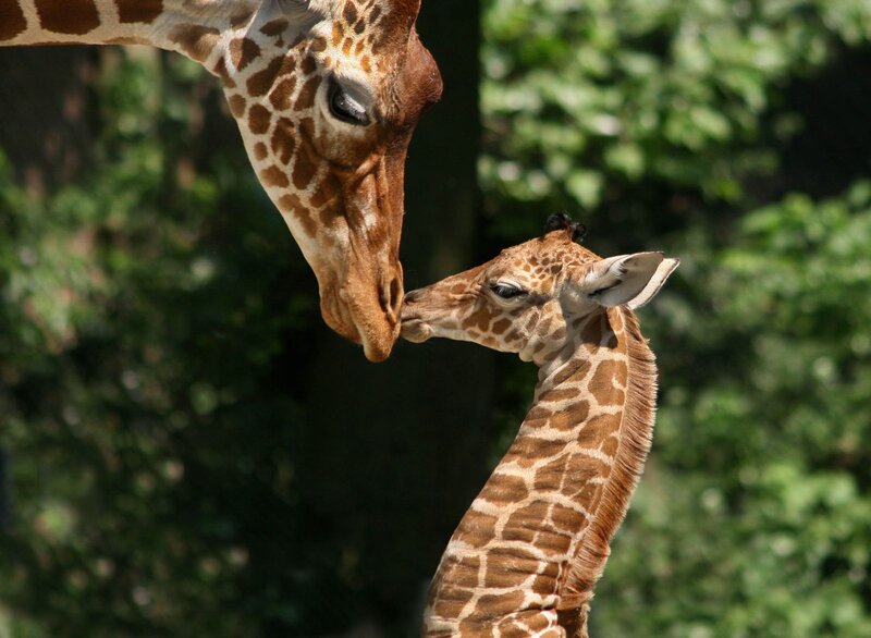 Giraffe Mother and Calf — Brown, Calm